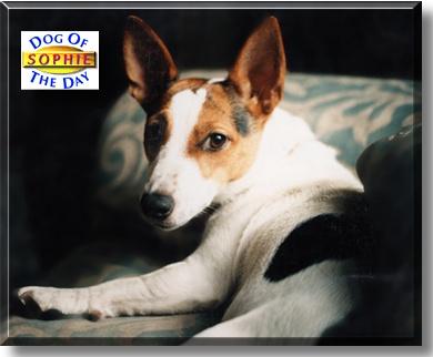 Sophie, the Dog of the Day