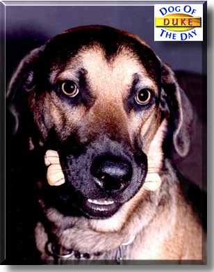 Duke, the Dog of the Day