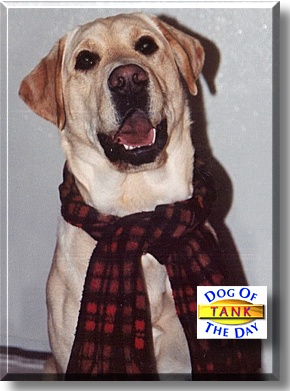 Tank, the Dog of the Day