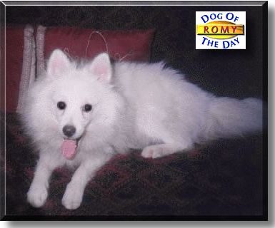 Romy, the Dog of the Day