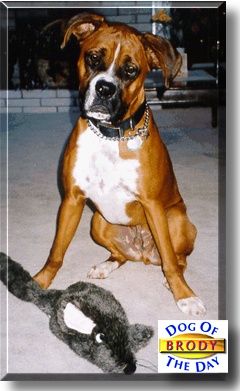 Brody, the Dog of the Day