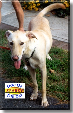 Sparky, the Dog of the Day
