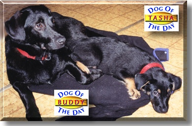 Buddy, Tasha, the Dogs of the Day