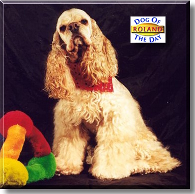 Roland, the Dog of the Day