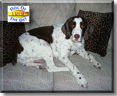 LuLu, the Dog of the Day