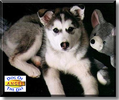 Angel, the Dog of the Day