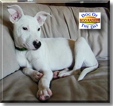 Boo Radley, the Dog of the Day