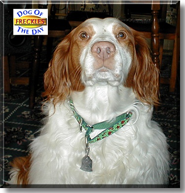 Freckles, the Dog of the Day