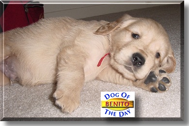 Benito, the Dog of the Day