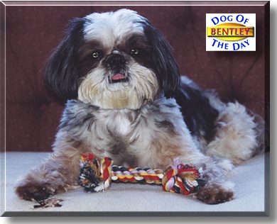 Bentley, the Dog of the Day