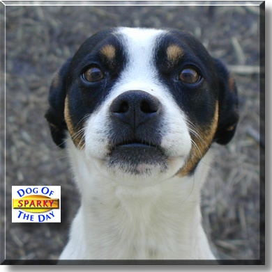 Sparky, the Dog of the Day