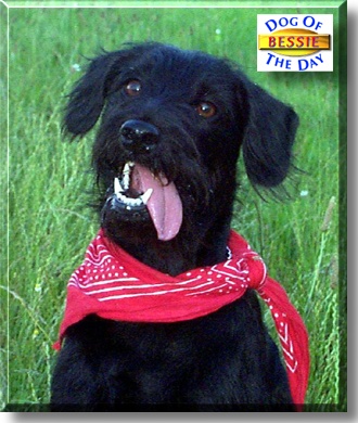 Bessie, the Dog of the Day
