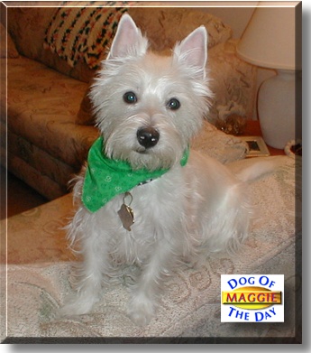 Maggie, the Dog of the Day