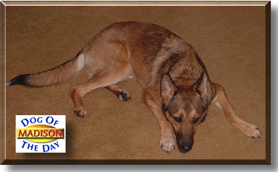 Madison, the Dog of the Day