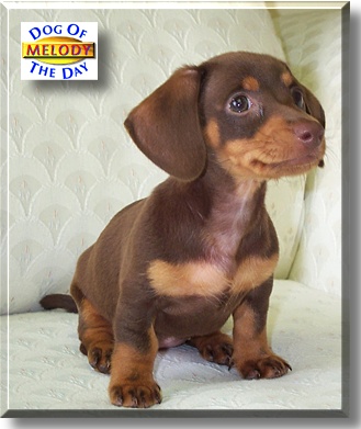 Melody, the Dog of the Day