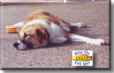 Holly, the Dog of the Day