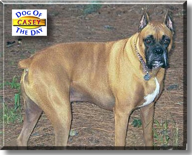 Casey, the Dog of the Day