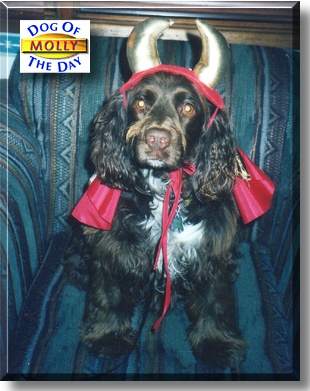 Molly G. Mcgruder, the Dog of the Day