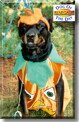 Renegade, the Dog of the Day