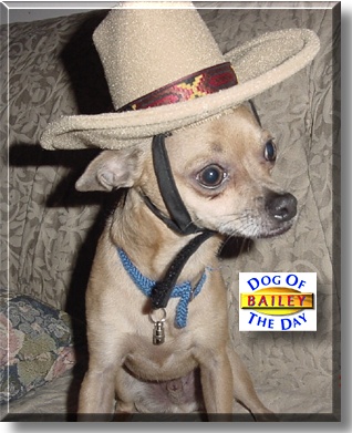 Bailey, the Dog of the Day