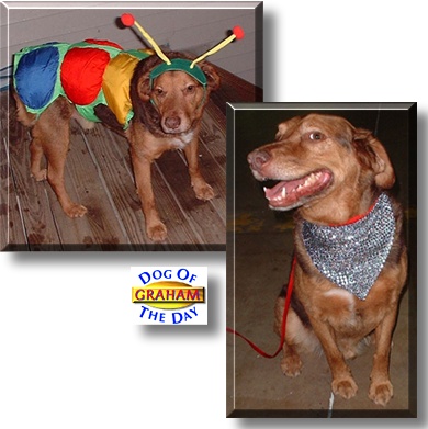 Graham, the Dog of the Day