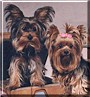 Taffy, Skittles