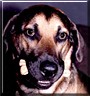 Duke