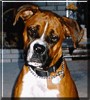 Brody