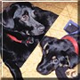 Buddy, Tasha