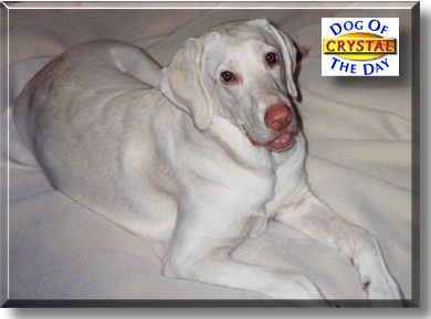Crystal, the Dog of the Day