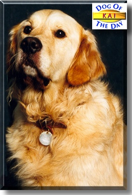 Kai, the Dog of the Day