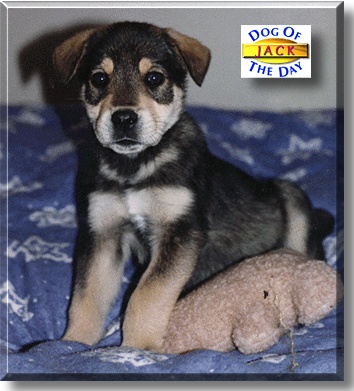 Jackson Alberston Cheney, the Dog of the Day