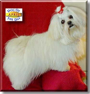 April, the Dog of the Day