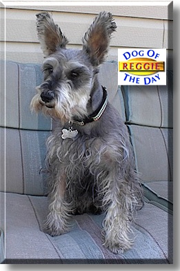 Reggie, the Dog of the Day