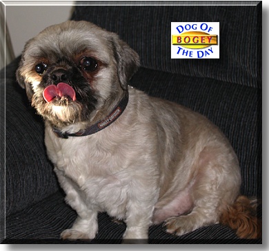 Bogey, the Dog of the Day