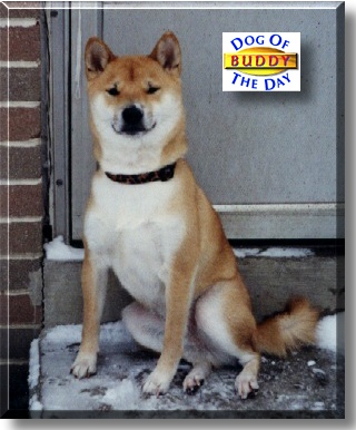Buddy, the Dog of the Day