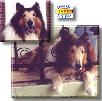 Ladd, the Dog of the Day