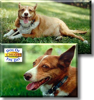 Chlo&eacute;, the Dog of the Day