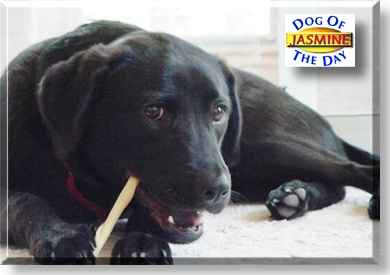 Jasmine, the Dog of the Day