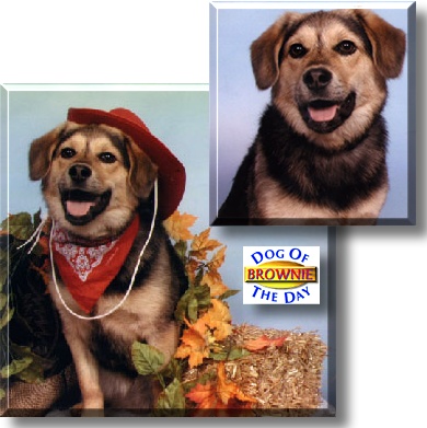 Brownie, the Dog of the Day