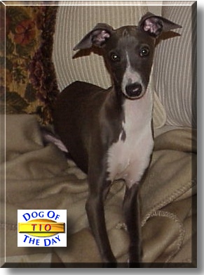 Tio, the Dog of the Day
