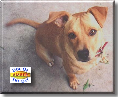 Amber, the Dog of the Day
