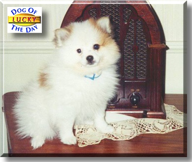 Lucky, the Dog of the Day