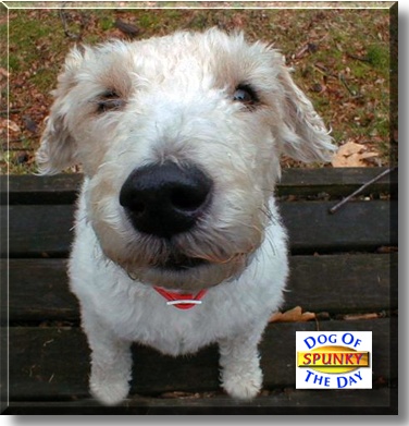 Spunky, the Dog of the Day