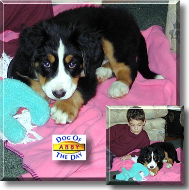 Abby, the Dog of the Day