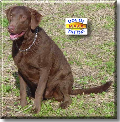Maxx, the Dog of the Day