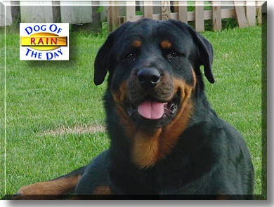 Rain, the Dog of the Day