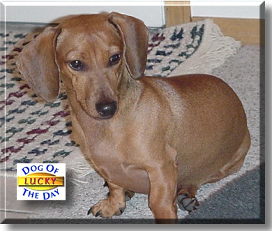 Lucky, the Dog of the Day