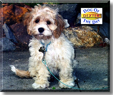 Dexter, the Dog of the Day