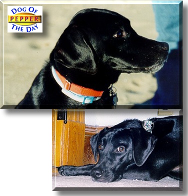 Pepper, the Dog of the Day